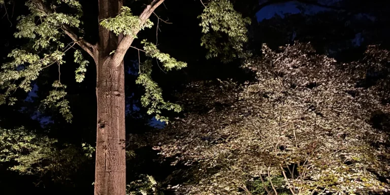 Highlighting Your Trees with landscape lighting